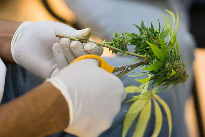 Iowa bishop says medical marijuana a humanitarian issue