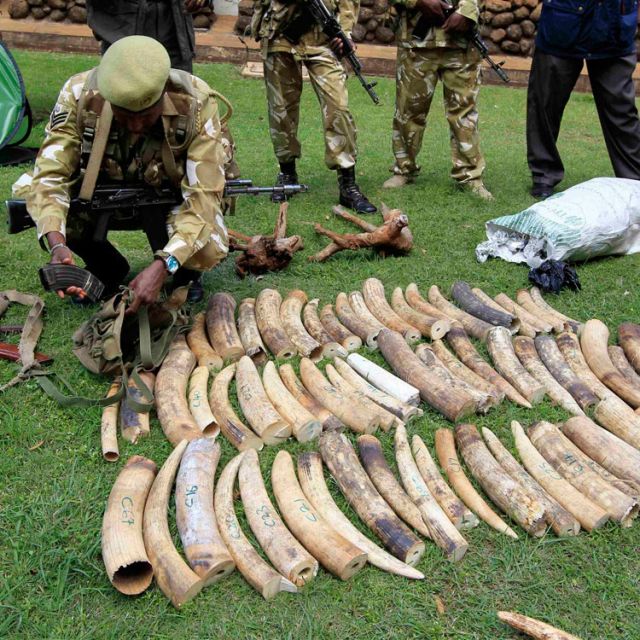 Spokesman says church condemns ivory hunters' slaughter of elephants 