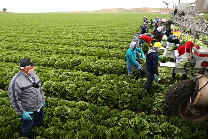 Editorial: Let the migrant workers from the Caribbean stay