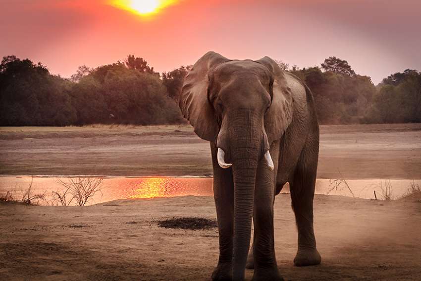Cathy Majtenyi: Threatened species counting on us